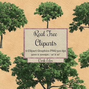 Real Cork Elm Tree Cliparts png, Realistic tree layout, garden landscape overlay transparent background, photoshop  elements digital wood