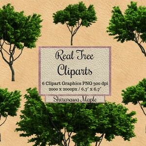 Echte Shirasawa Ahorn Baum Cliparts, Baum Photoshop Overlays, Ahorn Layout png, transparenter Hintergrund, Garten Elemente, Landschaft digital