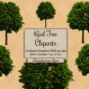Cliparts de tilo real de Manchuria, superposiciones de photoshop de cal, diseño realista png, fondo transparente, elementos de jardín, árboles de paisaje