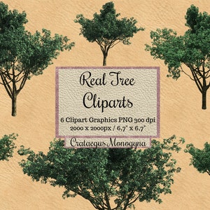 Real Crataegus monogyna Tree Cliparts, garden photoshop overlays png, landscape layout files, transparent background realistic leaf green