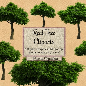 48 Real Tree Cliparts, Photoshop Overlay, Landscape Layout, Garden ...