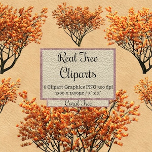 Real Coral Tree Cliparts, orange photoshop tree Overlays png, garden Tree layout, Landscape elements, transparent background, Natural red