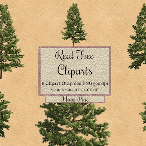 Cliparts de pino real, fondo transparente de diseño de pino de aro, superposición de jardín png, árbol de aspecto realista para photoshop render paisaje