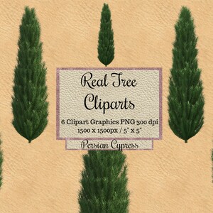 Real Persian cypress Tree Cliparts, photoshop tree overlays png, spring Tree layout, winter long tree, transparent background, Natural wood