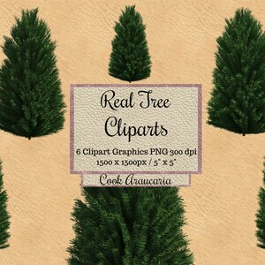 Real Cook araucaria Tree Cliparts, photoshop tree overlays png, jardín Diseño de árbol, Elementos del paisaje, Fondo transparente, Madera natural