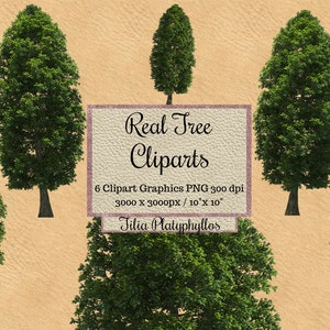 Real Tree Cliparts, Tilia Platyphyllos trees png, Realista thin Tree overlays, transparent background real tree, greenEnvironment wood