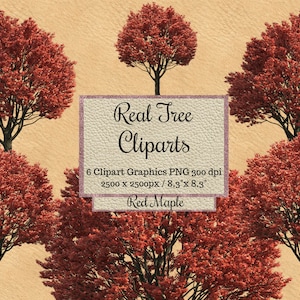 Echte rote Ahorn Baum Cliparts, Orange Spring Baum Overlays png, Realistischer Look Coole Farbe Baum Overlays, transparenter Hintergrund png, Natur
