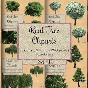 48 Echtbaum Cliparts, Photoshop Overlay, Querformat, Gartenelemente, transparenter Hintergrund, Ahorn, Eiche, Kiefer, weißer Baum, Nuss png