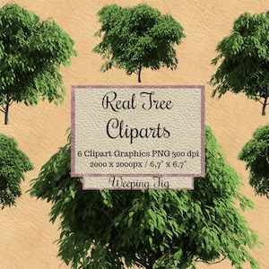 Real Weeping fig Tree Cliparts, photorealistic tree photoshop overlays, landscape layout png, transparent background, garden elements, leaf