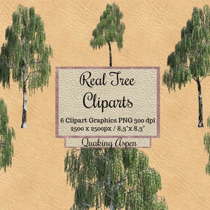 Real Tree Cliparts, quaking aspen tree layout png, Realistic Look overlays, Spring xmas wood transparent background,photoshop elements png
