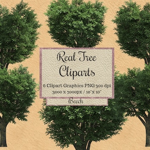 Cliparts de haya real, superposiciones de árboles png, superposiciones de árboles verdes de aspecto realista, árbol real de fondo transparente, entorno natural png
