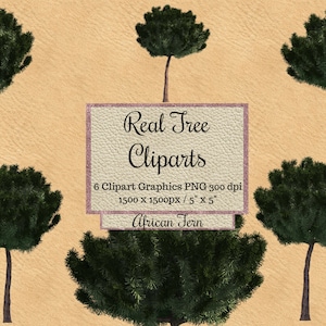 Echter afrikanischer Farn Baum Cliparts, Photoshop Overlays png, rundes Baum Layout, Landschaftselemente, transparenter Hintergrund, Natural digitals png