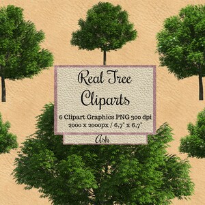 Real Ash Tree Cliparts, Realistas ash overlay bundles png, tree photoshop overlay, transparent background, Natural Environment spring tree