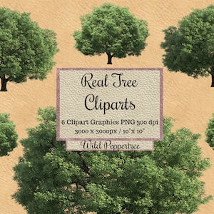 Real Tree Cliparts png, Realistic Wild peppertree overlay, garden landscape layout transparent background, wood photoshop  elements digital