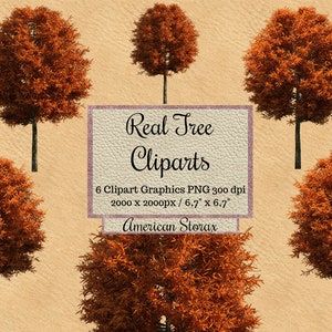 Real American storax tree Cliparts, orange tree photoshop overlays, realistic layout png, transparent background, garden elements, red trees