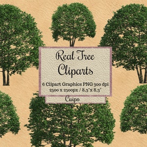 Echte Baum Cliparts, Cuipo Baum Overlays png, Realistischer Look Spring Tree Overlays png, transparenter Hintergrund png, Natural Environment png
