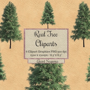 Real Tree Cliparts, Giant Sequoia tree layout png, Realistic Look overlays, Spring xmas wood transparent background,photoshop elements png