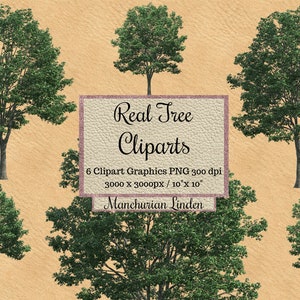 Real Tree Cliparts png, Realistic tree Manchurian Linden overlay transparent background, landscape layout , garden tree, elements renders