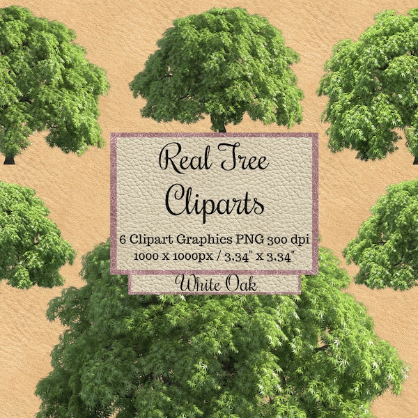 Real Tree Cliparts, white oak tree photoshop overlays png, Realistic Look garden layout, wood landscape render transparent background garden