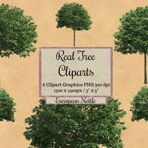 Real European nettle Tree Cliparts, Realistic photoshop overlay, spring Tree layout png, landscape garden transparent background, Natural