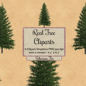 Echte Tannenbaum Cliparts, Sibirische Baum Overlays png, Realistischer Look Weihnachtsbaum Overlays png, Winter Baum transparent Hintergrund, Natur