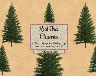 Real Fir Tree Cliparts, Siberian tree overlays png, Realistic Look christmas Tree overlays png, winter tree transparent background, Natural