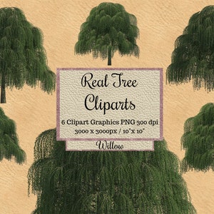 Echte Weidenbaum Cliparts, grüne Natur Bäume png, Realistische Weide Overlays, transparenter Hintergrund Baum, natürliche Umgebung Holz png