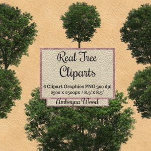 Echte Baum Cliparts, Amboyna Holz Baum Overlays png, Realistischer Look Holz Baum Overlays, transparenter Hintergrund png, Natural Environment png