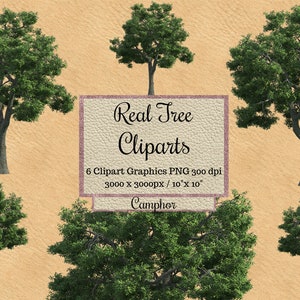 Echte Kampfer Baum Cliparts, Baum Overlay png, transparenter Hintergrund Baum Layout Realistischer Look Baum, Landschaft für Photoshop grün gerendert