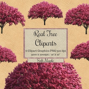 Real Maple Tree Cliparts, Árboles rosa suave png, Superposiciones de arce rojo realista, fondo transparente burdeos, madera de entorno natural png