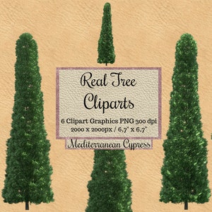 Real Mediterranean cypress Tree Cliparts, tree photoshop overlays png, Realistic Look Tree layout, landscape transparent background garden