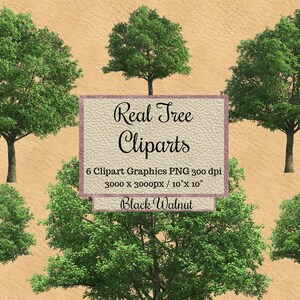 Echte Walnuss Baum Cliparts, Schwarze Walnuss Bäume png, Realistischer Look Baum Überlagerungen, transparenter Hintergrund Echtbaum, Natur Umwelt Holz