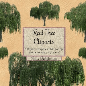 Echter Weidenbaum Cliparts, Salix babylonica Photoshop Overlays, Landschaftslayout png, transparenter Hintergrund, Gartenelemente, grünes Blatt
