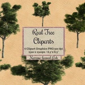 Echte schmal belassene Esche Cliparts, realistische Baum Photoshop Overlay png, Landschaft Garten Elemente Layout für transparenten Hintergrund Frühling