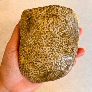 Lake Superior Fossil Stone - Hand-picked Petoskey Stone - Unpolished