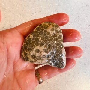 Lake Superior Fossil Stone - Hand-picked - unpolished Petoskey Stone