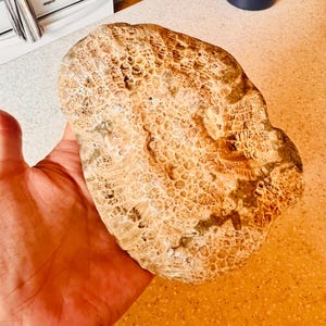 Lake Superior Fossil Stone - Hand-picked - Unpolished Petoskey Stone