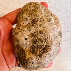 Lake Superior Fossil Stone - Hand-picked - Unpolished Petosky Stone