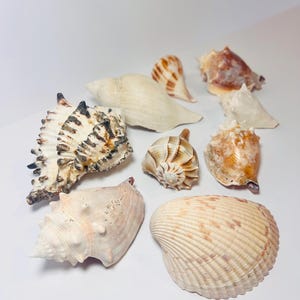 May include: A collection of various seashells in shades of white, tan, and brown. The shells vary in size and shape, including conch, spiral, and fan-shaped varieties. Some shells have textured surfaces and unique patterns.
