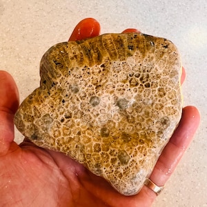 Lake Superior Fossil Stone - Hand-picked - Unpolished Petoskey Stone