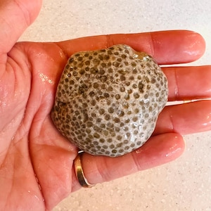 Lake Superior Fossil Stone - Hand-picked - Unpolished Petoskey Stone