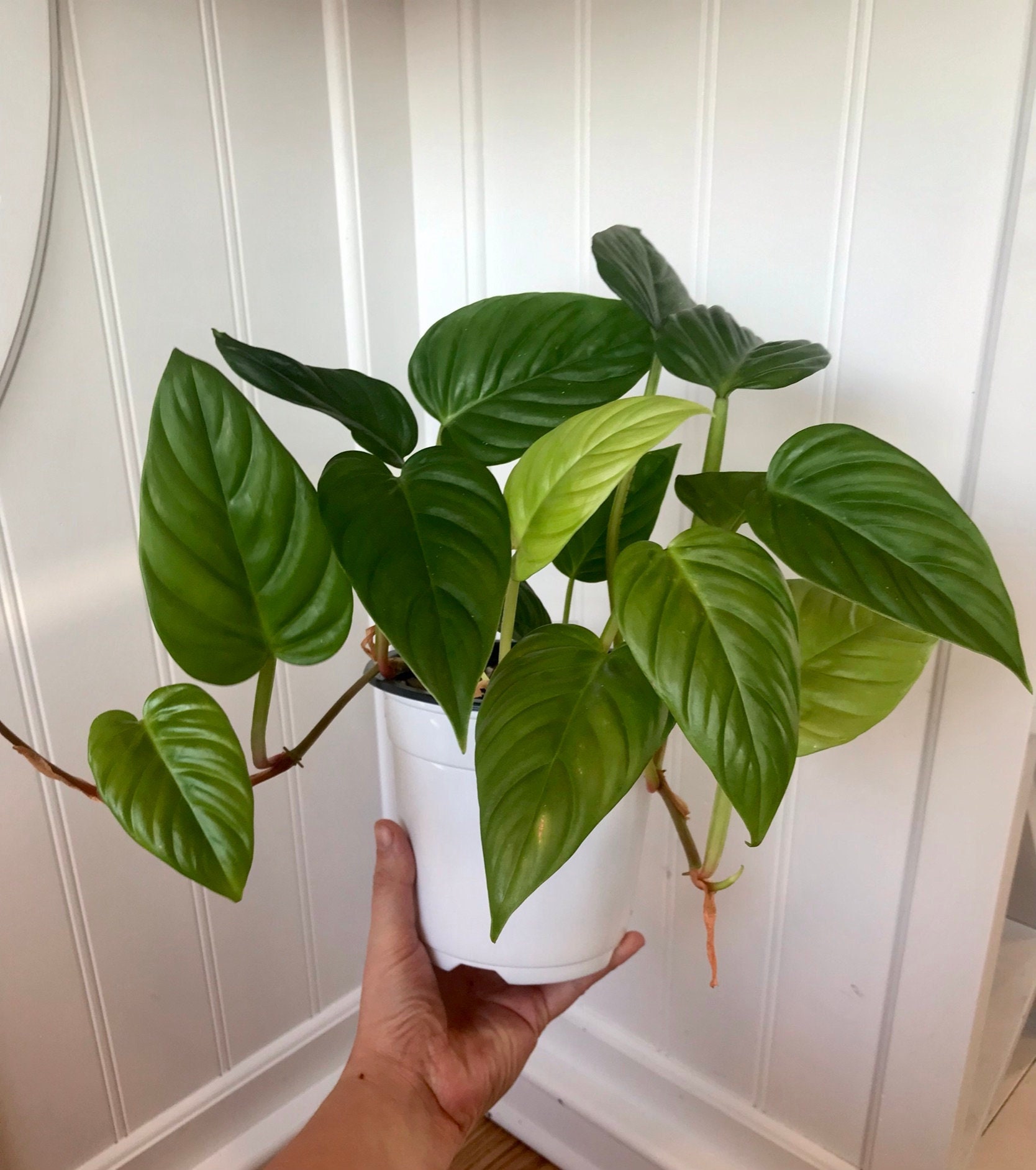 Philodendron Ernestii - Etsy