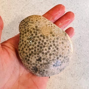 Lake Superior Fossil Stone - Hand-picked - Unpolished Petoskey Stone