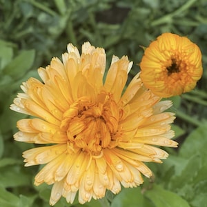 Calendula Seed - Mix