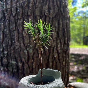 Garden Gifts for Dad: Bonsai Cedar Tree Sapling Live Plant in Handmade Tree Stump Pot, Cedar Tree for Landscaping, Drought Resistant Plant