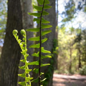 Live Plant Maidenhair Fern, Black Stem Ferns, Air Purification Houseplant, Inexpensive Gifts for Mom, Bold Garden Statements, Plants for Dad