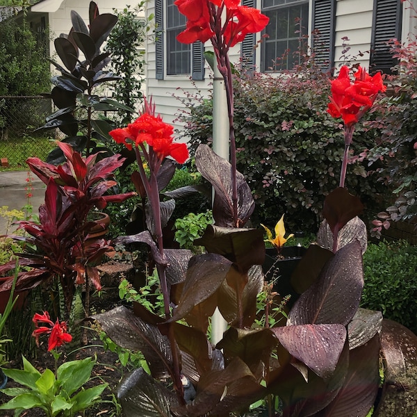 Canna Lilly Bulbs - Live Perennial Plants - Vibrant Orange Blooms - Deer Resistant - Flower Bulbs andPlant Rhizomes, Black Knight Canna Bulb