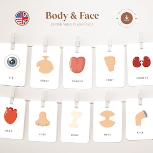 BODY - FAIR • Anglais • Cartes flash imprimables • Cartes Montessori en trois parties • Nomenclature