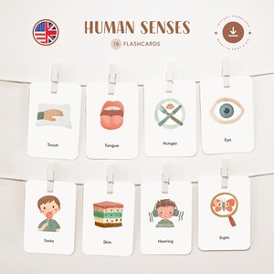 SENS HUMAINS • Anglais • Cartes-éclair imprimables • Cartes Montessori en trois parties • Nomenclature