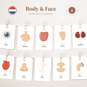 BODY - FAIR • Nederlands • Printbare Flashcards • Driedelige Montessorikaarten • Nomenclatuur